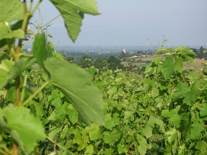 ITIAQU047FS0007T_MauvezinTerrier2