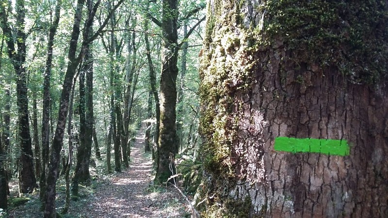 Thézac, escapade dans la forêt du Verdus