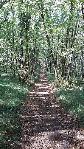 Thézac, escapade dans la forêt du Verdus