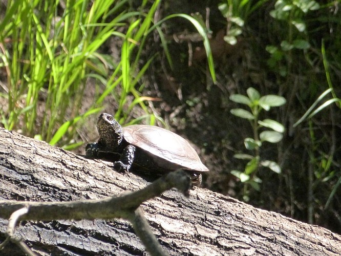 Sur les pistes de Robin : "Jeu découverte au Coeur de la nature à Mios"