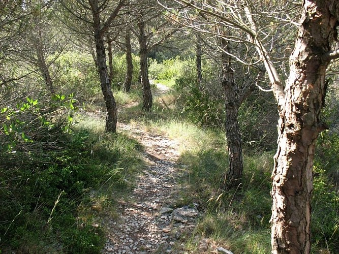 The “Capitelles” - The Cocalière Plain
