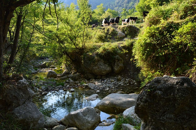 Troupeau proche de la passerelle