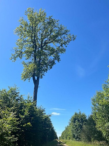 SENTIER DE LA CROIX BLANCHE