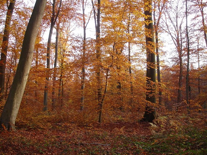 Forêt d'Halatte