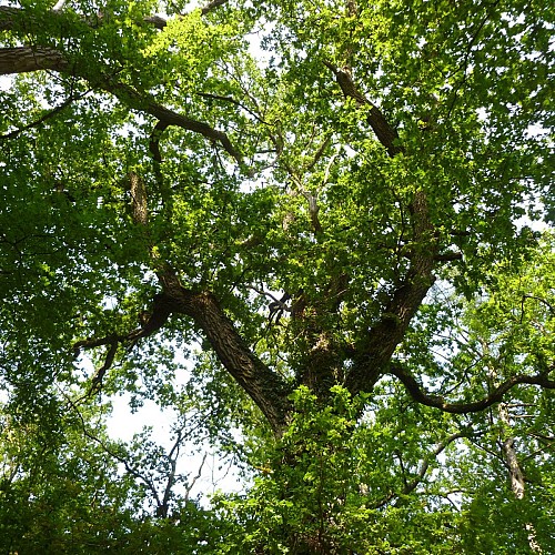 De Gif-sur-Yvette à Saint-Rémy-lès-Chevreuse par le bois d'Aigrefoin