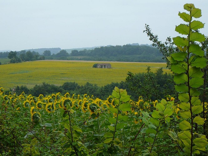 Tournesols