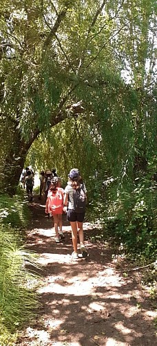 Sous le beau saule pleureur du lac