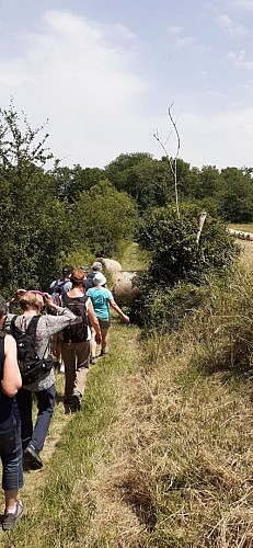 Dans la haie champêtre