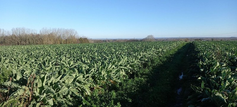 Vue sur la Baie et le Mont SM