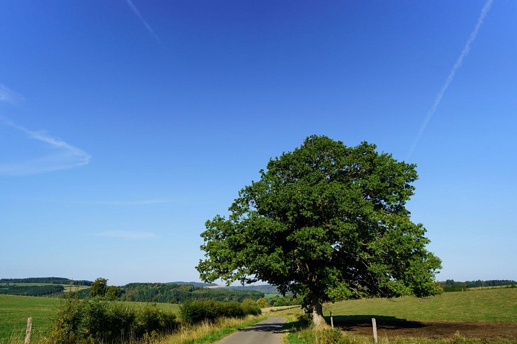 MTFA_GRUNE_15092020_004