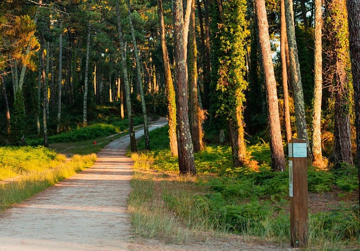 Balade entre golf et forêt à Anglet