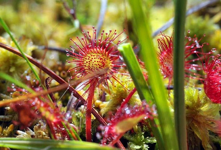 Circuit de la Pierre Millier