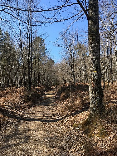 Bois de Renay