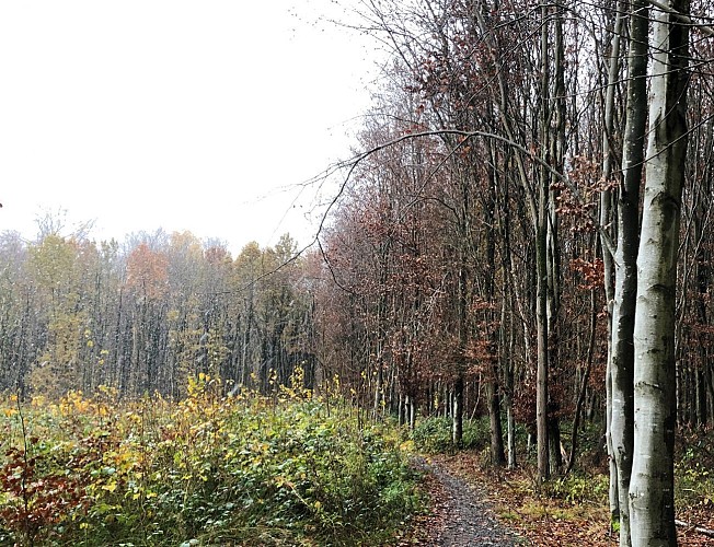 Bois de la Houssière à Braine-le-Comte - Val et Oli