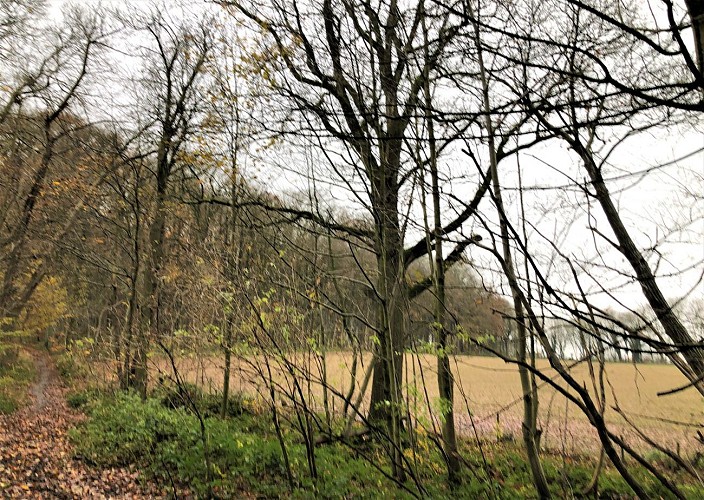 Bois de la Houssière à Braine-le-Comte - Val et Oli