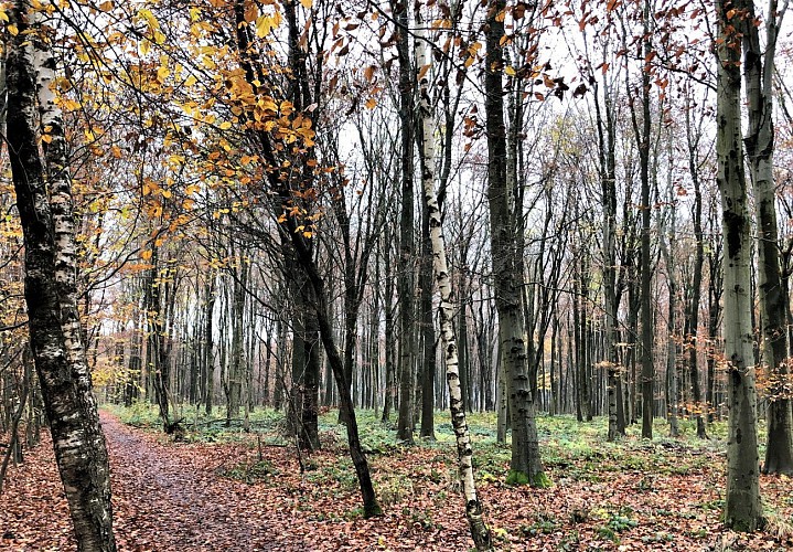 Bois de la Houssière à Braine-le-Comte - Val et Oli