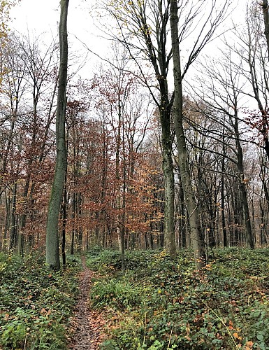 Bois de la Houssière à Braine-le-Comte - Val et Oli