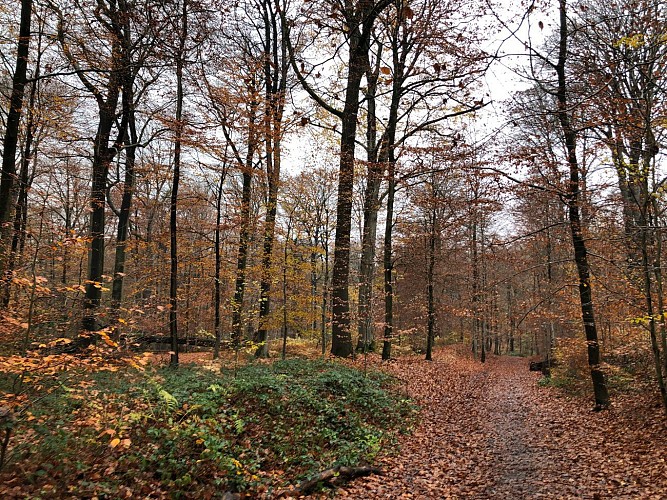 Bois de la Houssière à Braine-le-Comte - Val et Oli