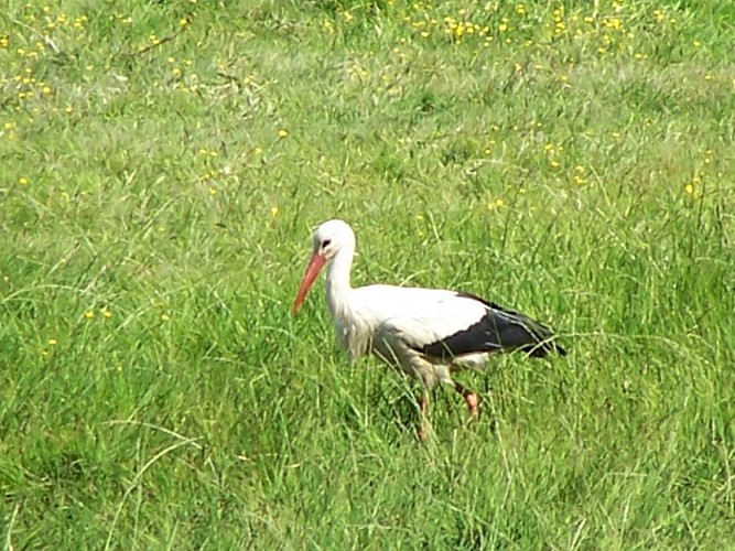 Cigogne