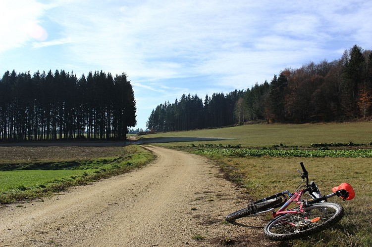 Mountain bikink trails