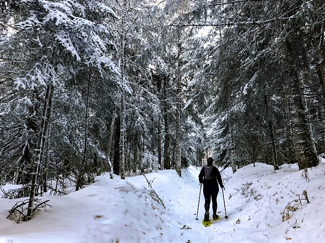 Circuit du chevreuil - sneeuwschoen- of wandelroute