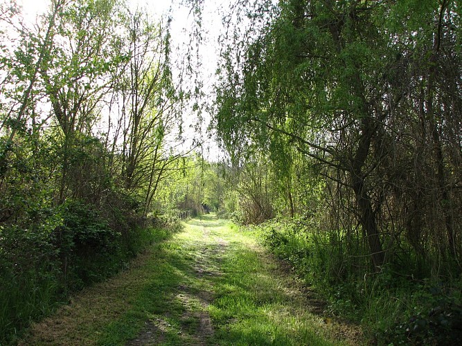 Sentier bords de Loire