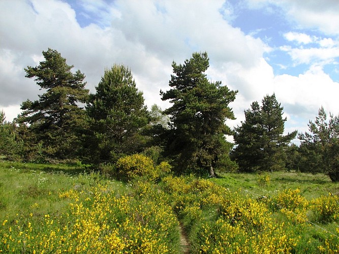 Pins et genêts à Baracuchet