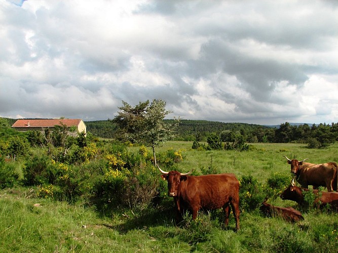 Vaches au Col de Baracuchet