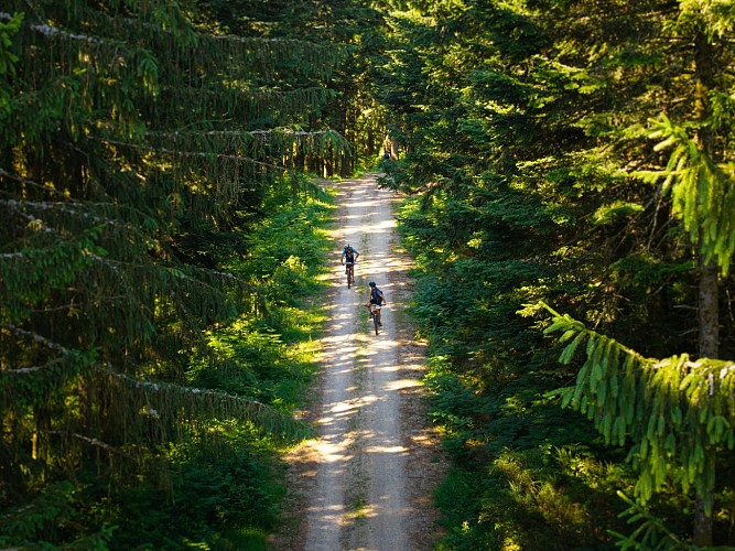 N° 42 - Une forêt grandeur nature - Espace VTT-FFC Massif des Bois Noirs_Cervières