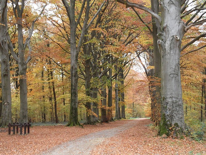 VTT1 Les Stepennes