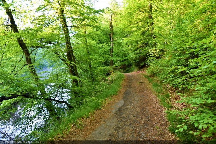 Balade en forêt d'Anlier.JPG