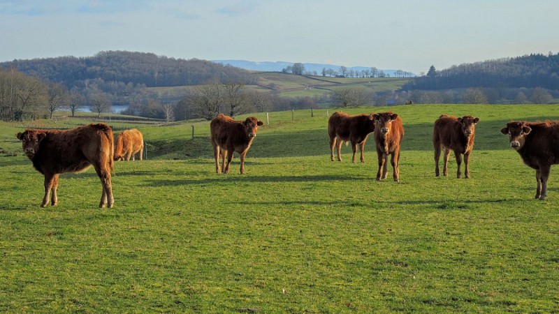 Circuit en boucle depuis La Comelle ( 71 )
