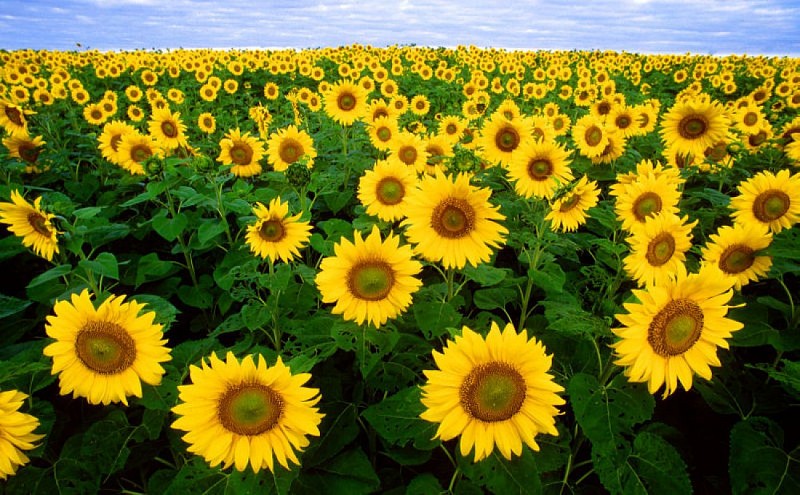 tournesol.jpg senarens