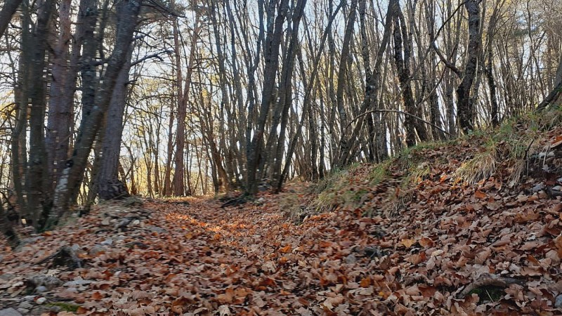 Plaisirs de la forêt automnale