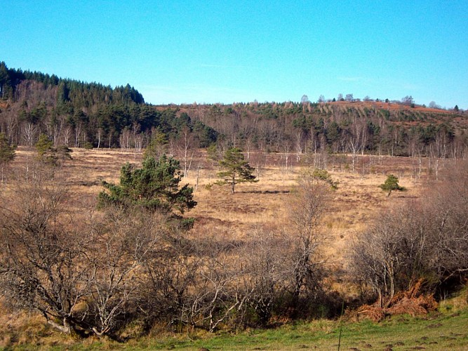 Tourbière du Chammet - Peyrelevade_7