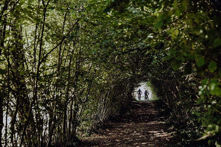 VTT sur un sentier de randonnée dans les bois