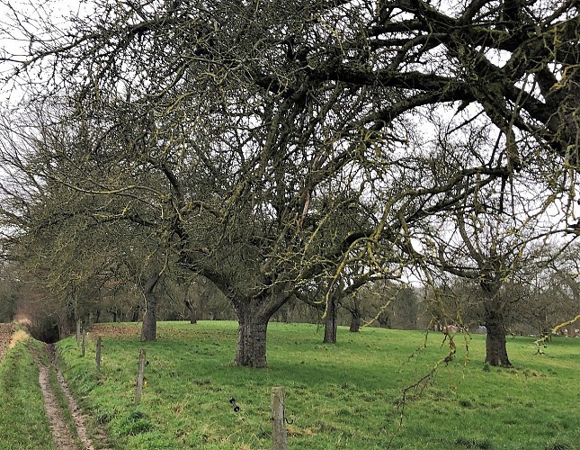 Bois de Lauzelle à Ottignies - Val et Oli