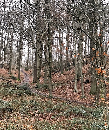 Bois de Lauzelle à Ottignies - Val et Oli