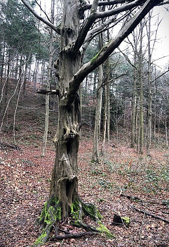 Bois de Lauzelle à Ottignies - Val et Oli