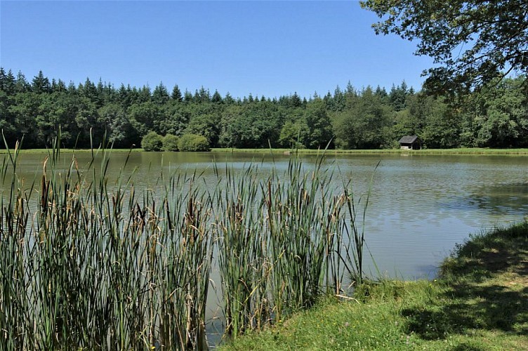 Circuit de la Forêt de Longuenée