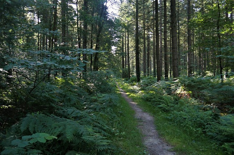 Circuit de la Forêt de Longuenée