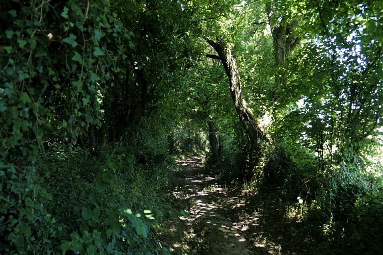 Circuit de la Forêt de Longuenée