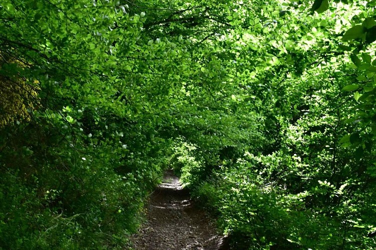 La forêt de la Cantinière - Beaujolais - Saint-Cyr-le-Châtoux_Saint-Cyr-le-Chatoux