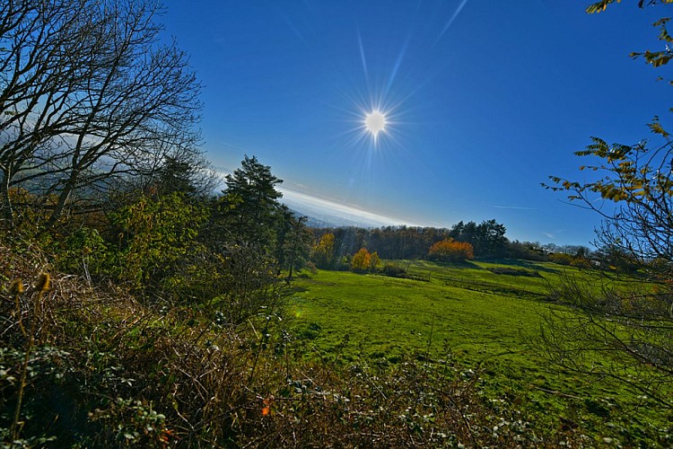 Let's walk in the woods - Monts du Lyonnais - Pollionnay