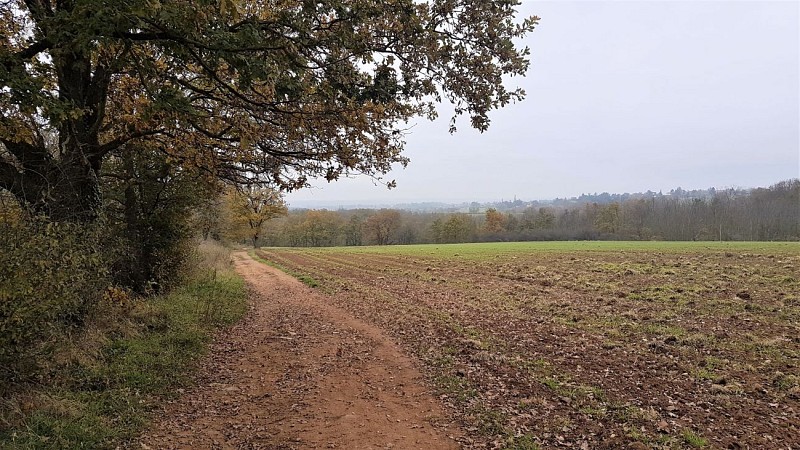 Let's walk in the woods - Monts du Lyonnais - Pollionnay