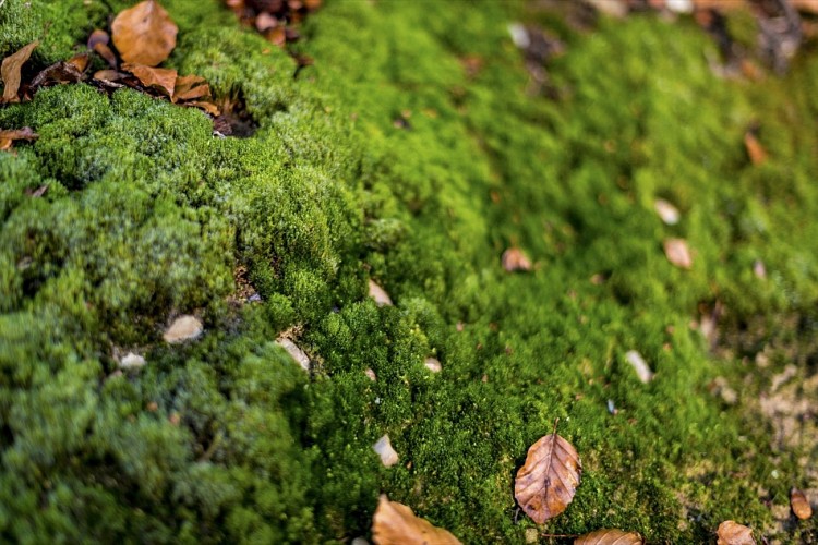 A pied, à la découverte des collines boisées