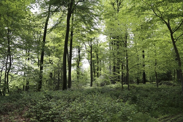 A pied, à la découverte des collines boisées