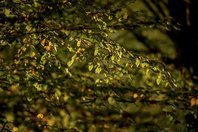 A pied, à la découverte des collines boisées