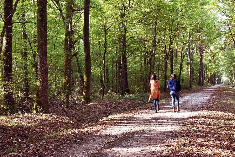 Forêt de Palleau 2