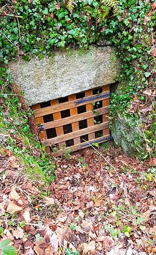 Sentier de la forêt